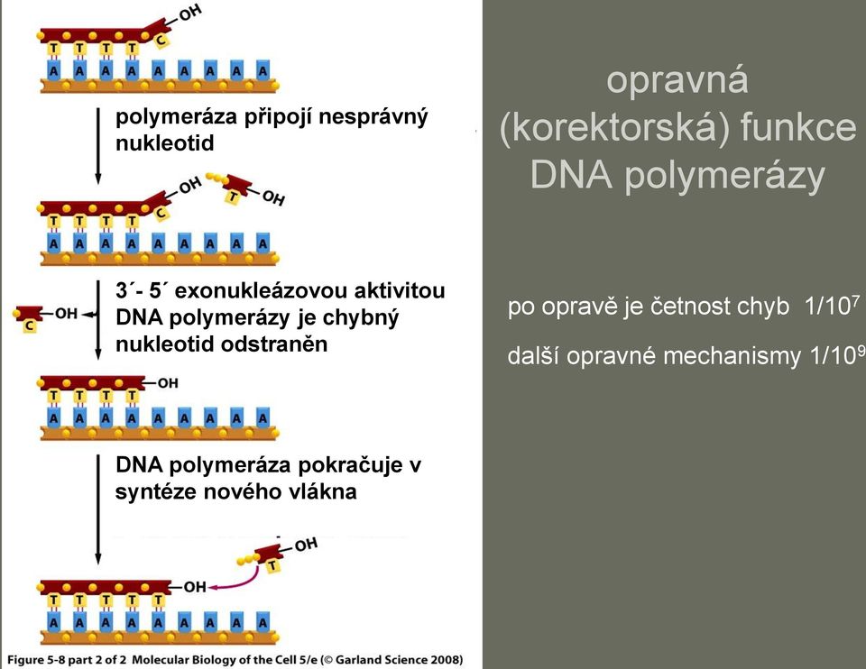 chybný nukleotid odstraněn po opravě je četnost chyb 1/10 7 další