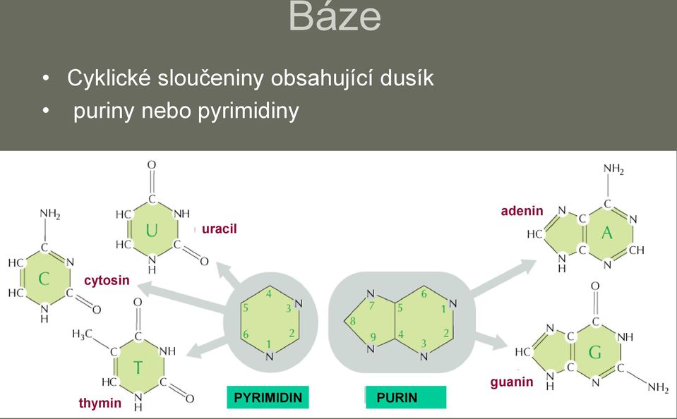 pyrimidiny uracil adenin