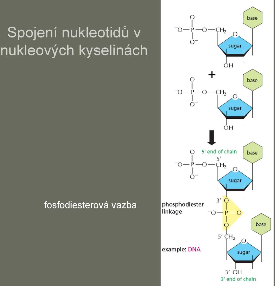 nukleových