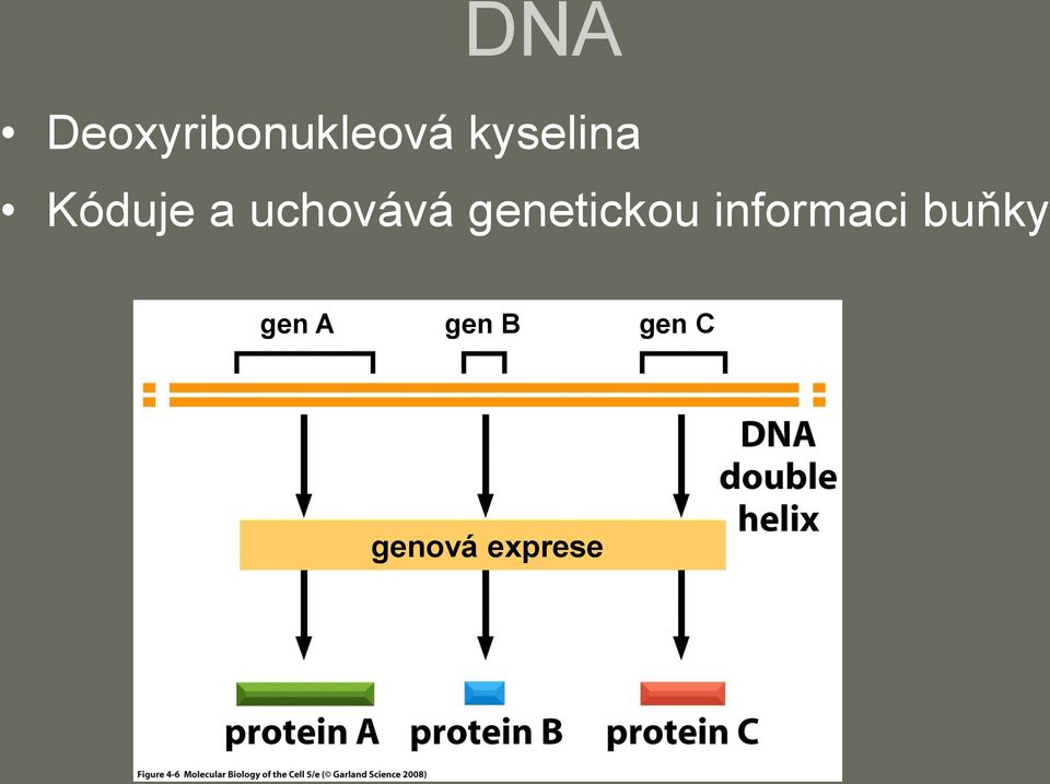 genetickou informaci buňky