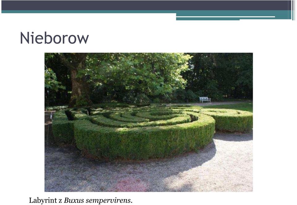 z Buxus