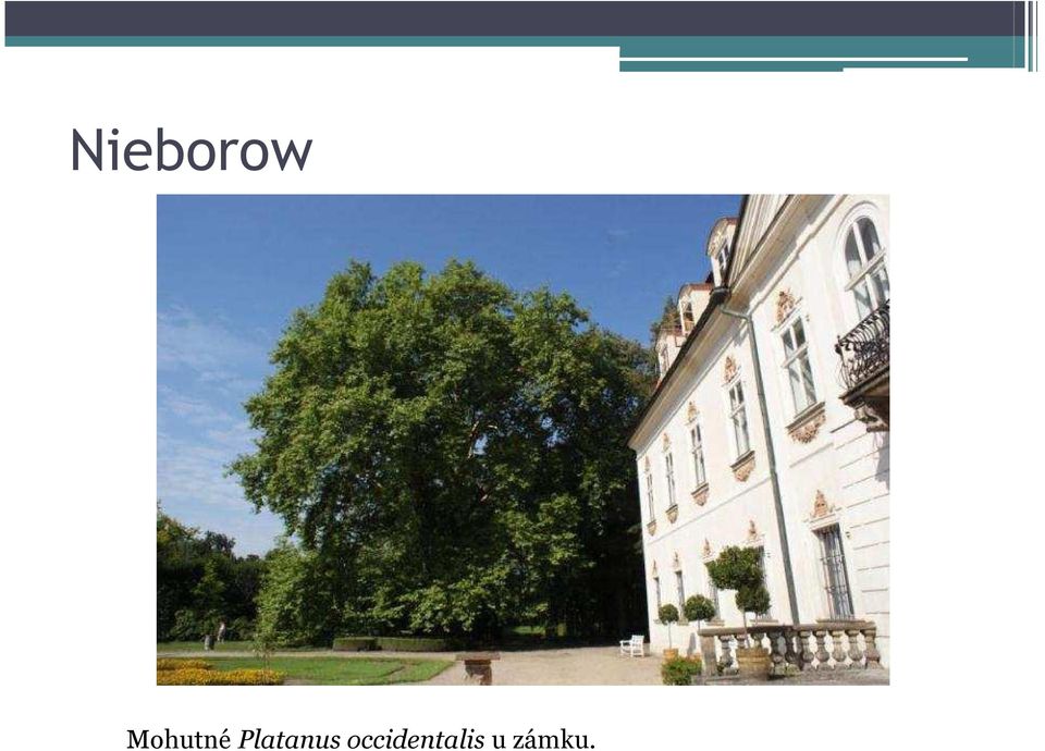 Platanus