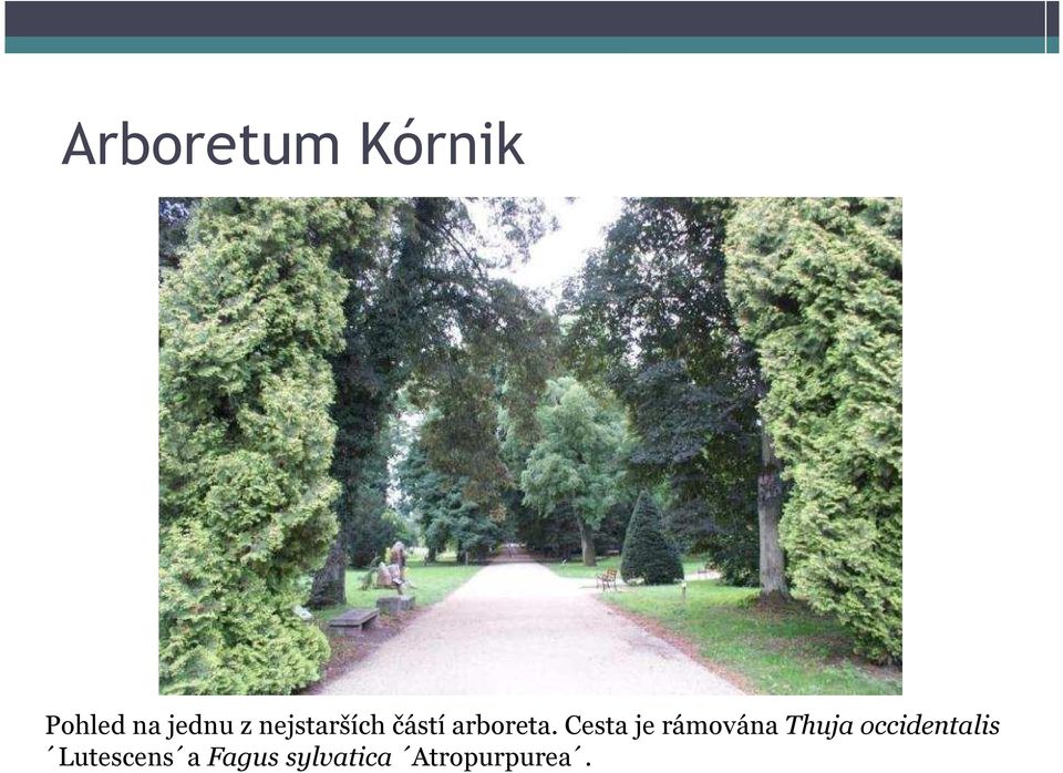 Cesta je rámována Thuja