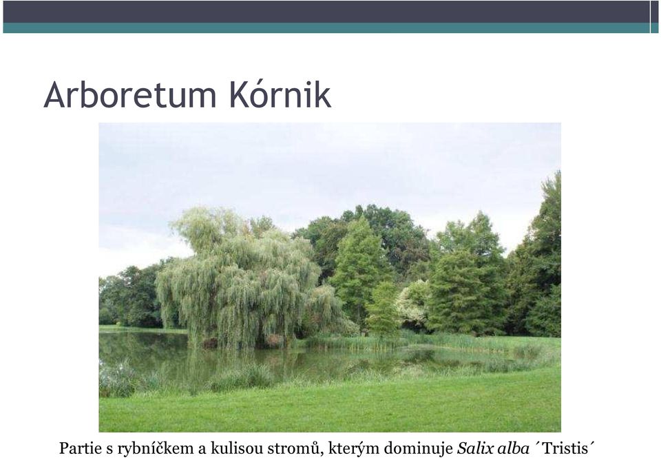 kulisou stromů,