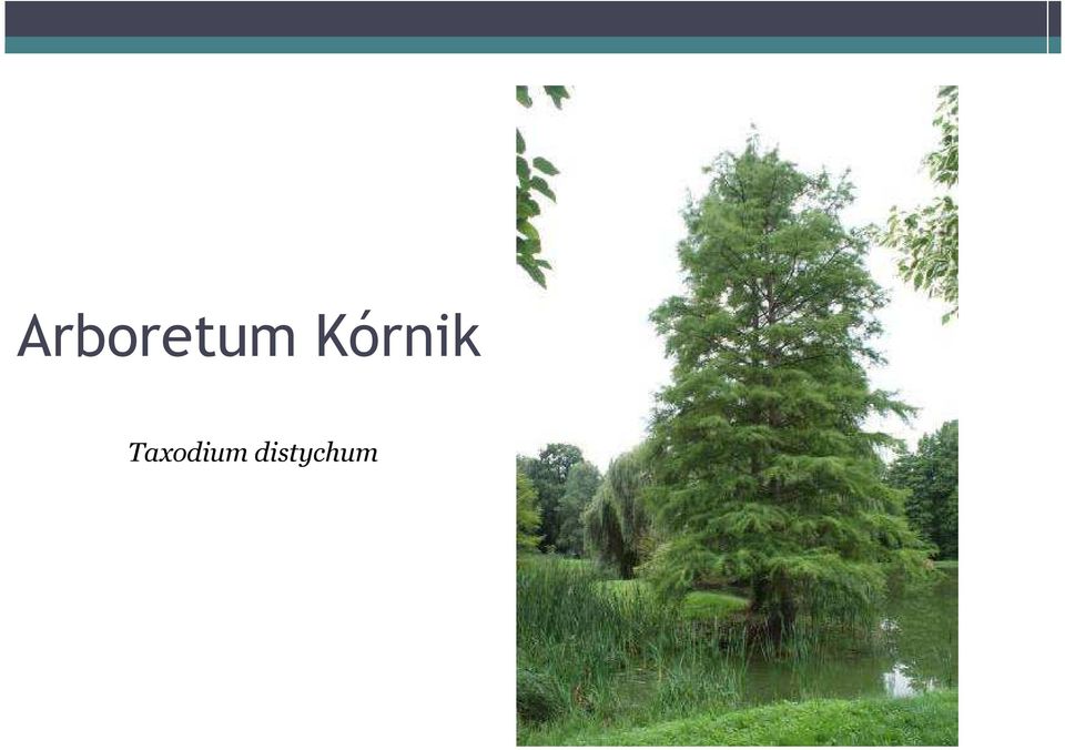 Taxodium