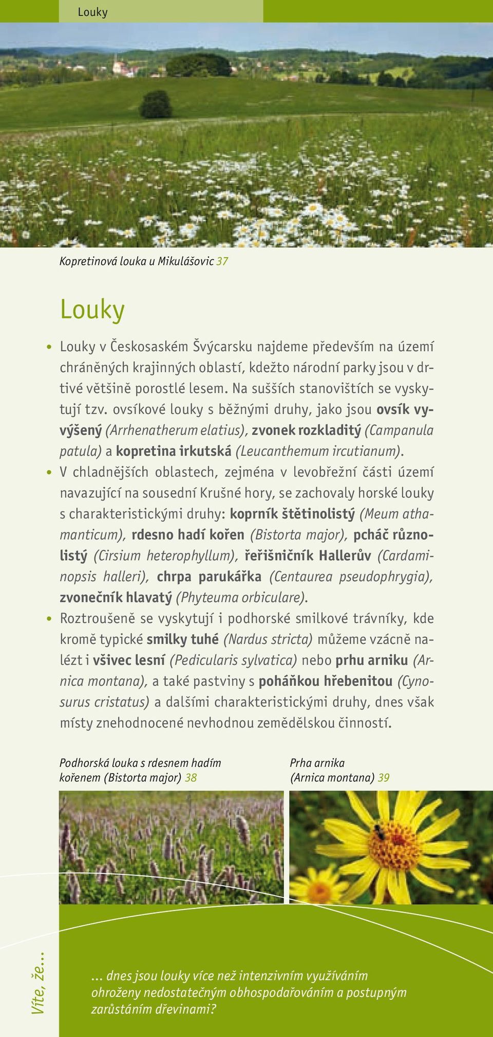 ovsíkové louky s běžnými druhy, jako jsou ovsík vyvýšený (Arrhenatherum elatius), zvonek rozkladitý (Campanula patula) a kopretina irkutská (Leucanthemum ircutianum).