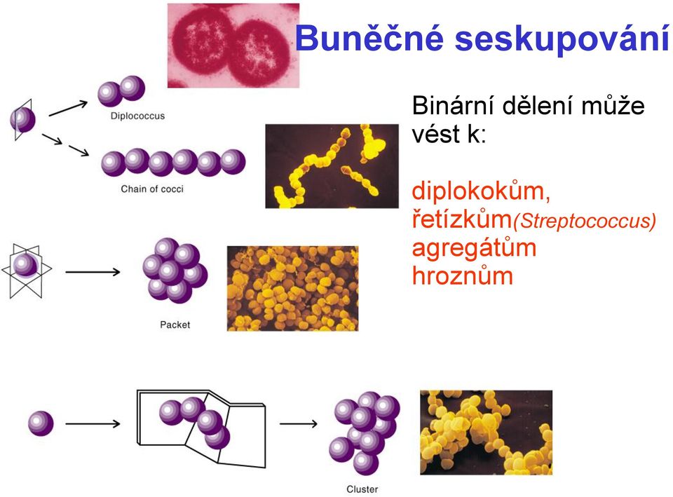 k: diplokokům,