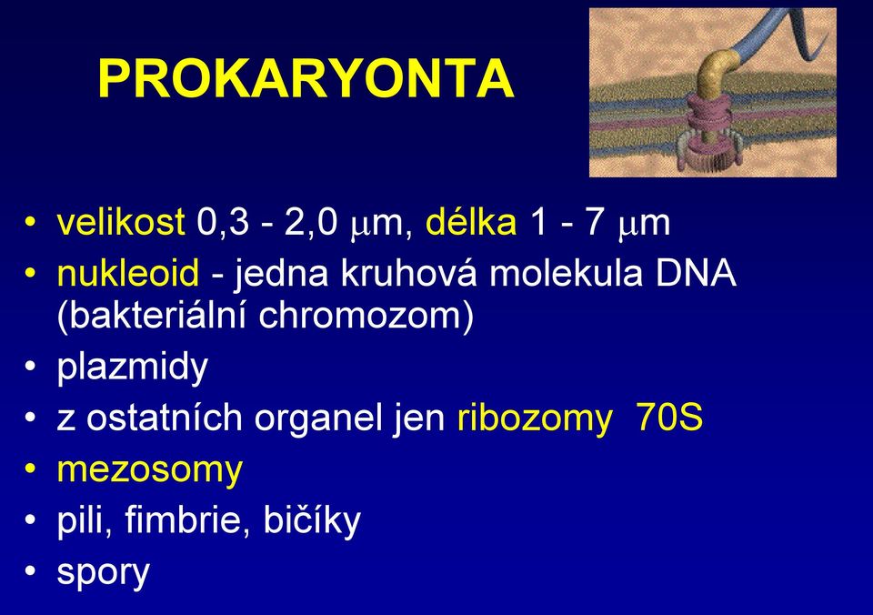 (bakteriální chromozom) plazmidy z ostatních