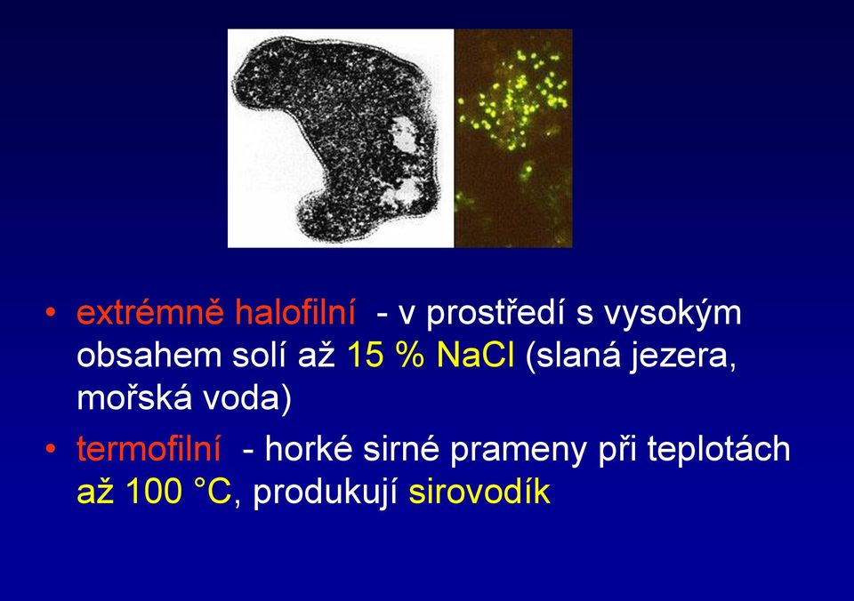 mořská voda) termofilní - horké sirné