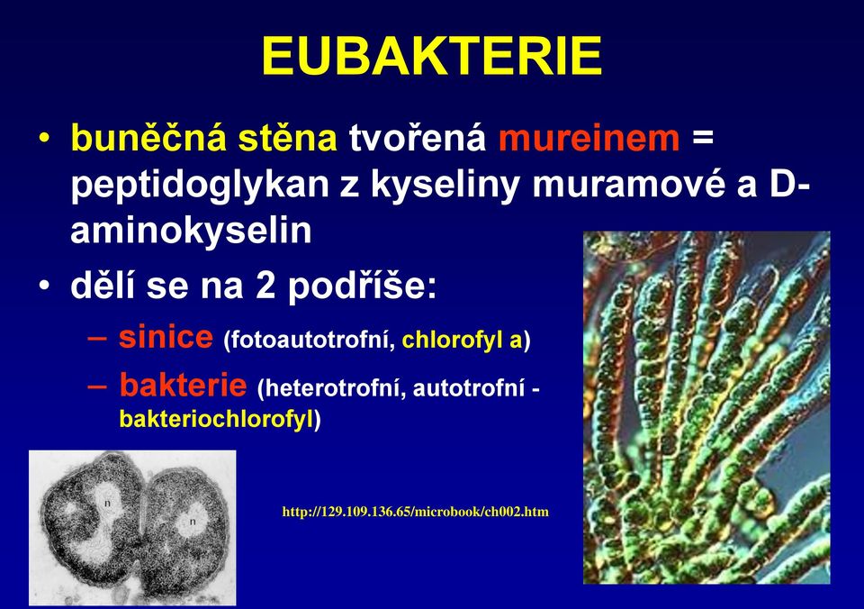 sinice (fotoautotrofní, chlorofyl a) bakterie (heterotrofní,