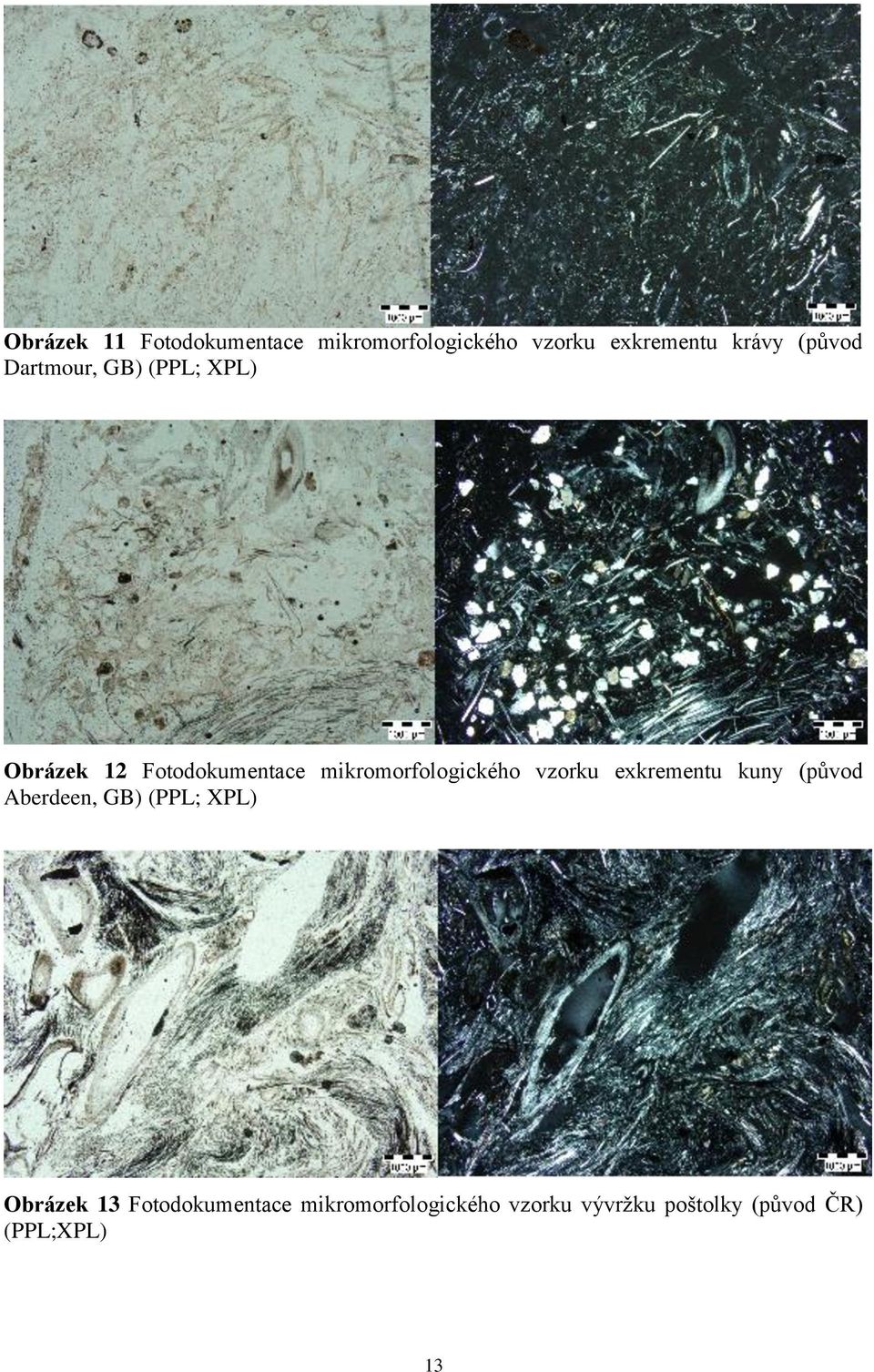 mikromorfologického vzorku exkrementu kuny (původ Aberdeen, GB) (PPL; XPL)