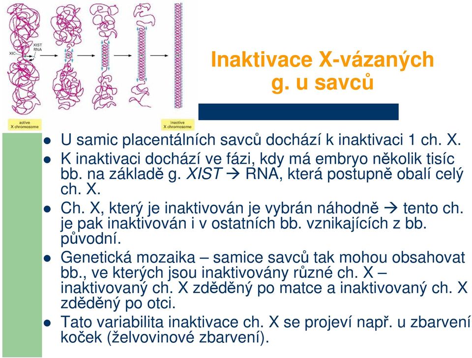 vznikajících z bb. původní. Genetická mozaika samice savců tak mohou obsahovat bb., ve kterých jsou inaktivovány různé ch. X inaktivovaný ch.