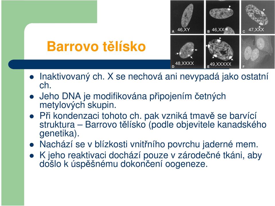 pak vzniká tmavě se barvící struktura Barrovo tělísko (podle objevitele kanadského genetika).