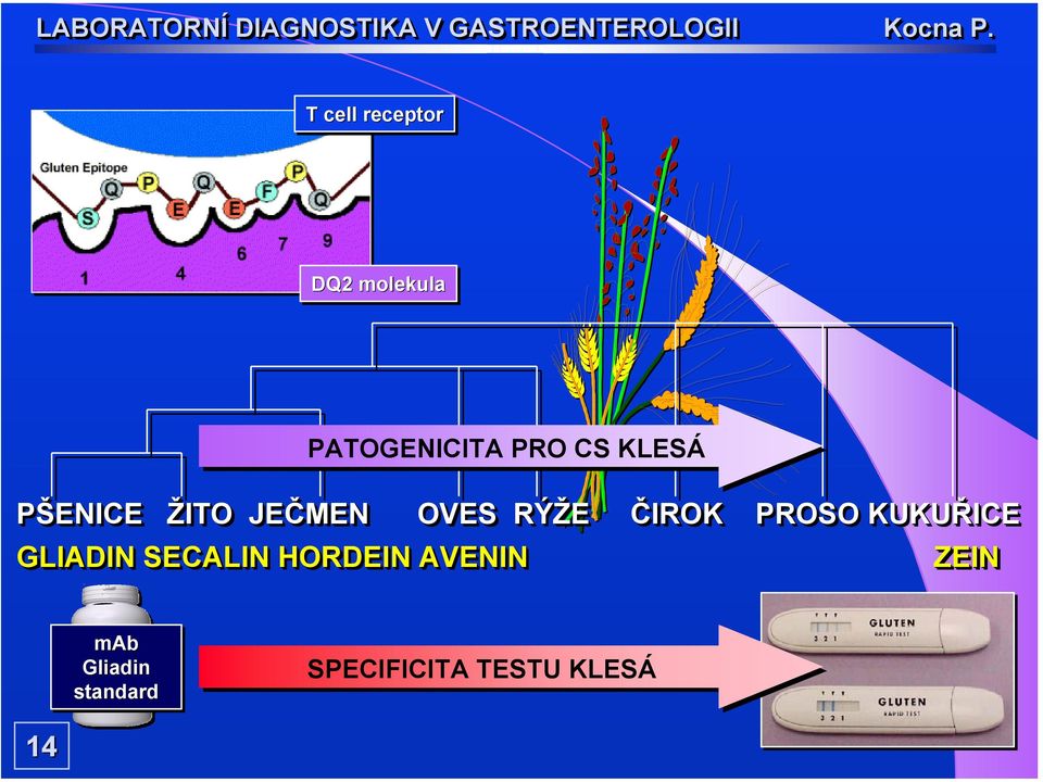 PROSO KUKUŘICE GLIADIN SECALIN HORDEIN AVENIN