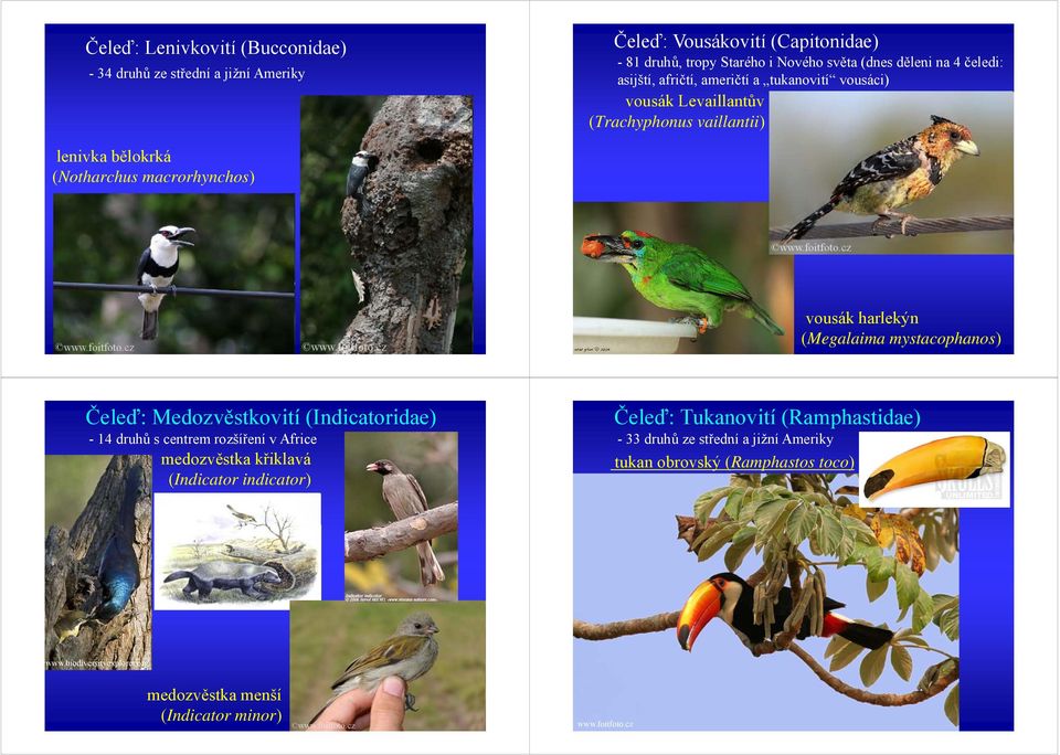 (Megalaima mystacophanos) Čeleď: Medozvěstkovití (Indicatoridae) - 14 druhů s centrem rozšíření v Africe medozvěstka křiklavá (Indicator indicator) Čeleď: Tukanovití