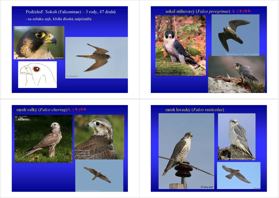 (Falco peregrinus) h. ( ) www.naturephoto.