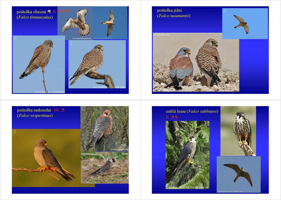 ) www.fotocommunity.de ibc.lynxeds.