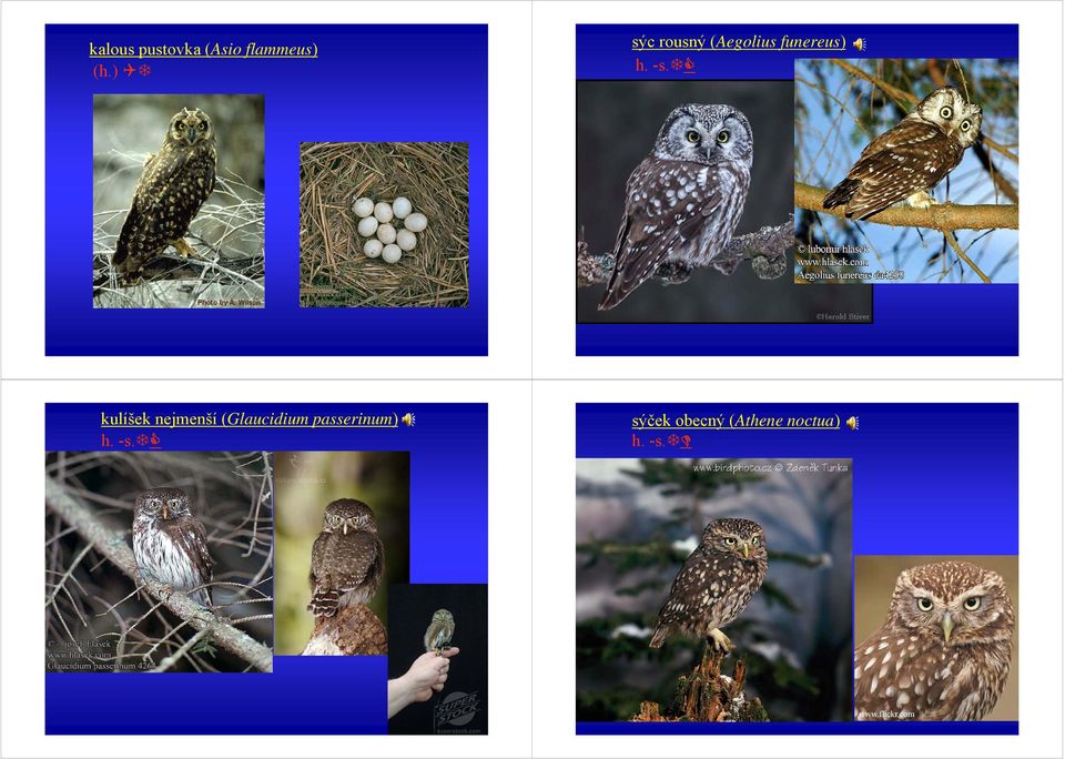kulíšek nejmenší (Glaucidium