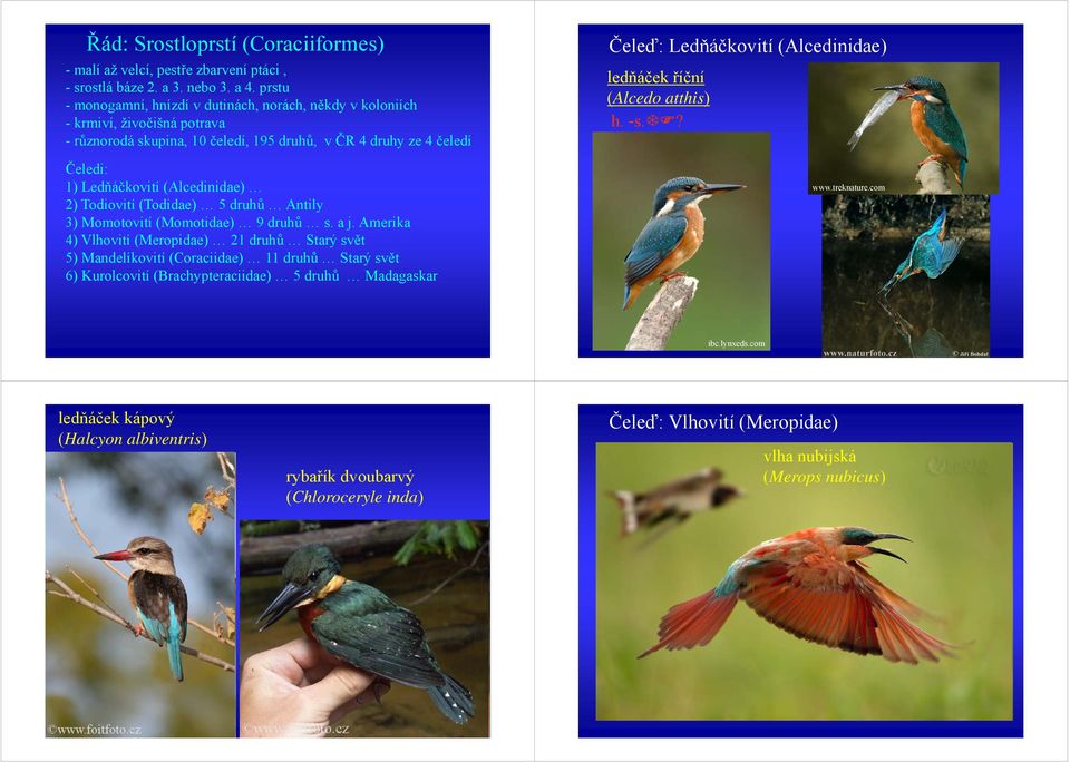 Todiovití (Todidae) 5 druhů Antily 3) Momotovití (Momotidae) 9 druhů s. a j.