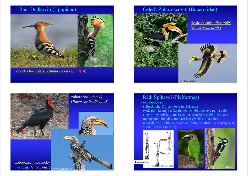 com zoborožec kaferský (Bucorvus leadbeateri) ) Řád: Šplhavci (Piciformes) - různorodý řád - šplhací noha, 2 prsty dopředu, 2 dozadu - tvrdé peří, kostrční žláza funkční,