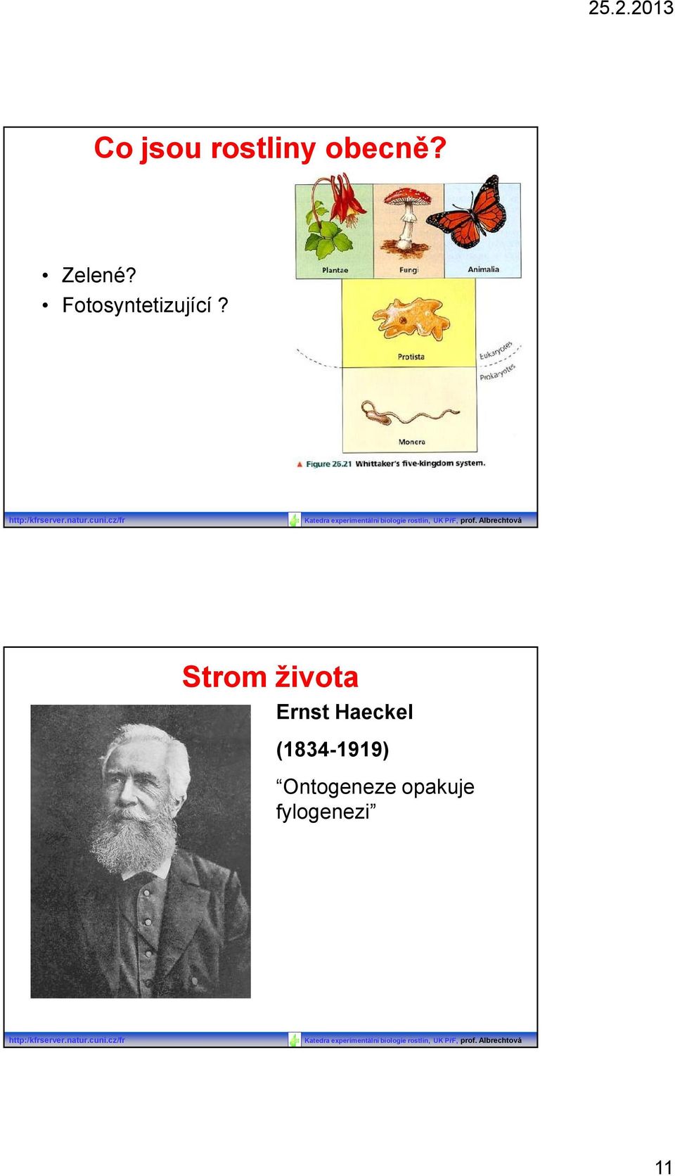 cz/fr Strom života Ernst Haeckel (1834-1919)