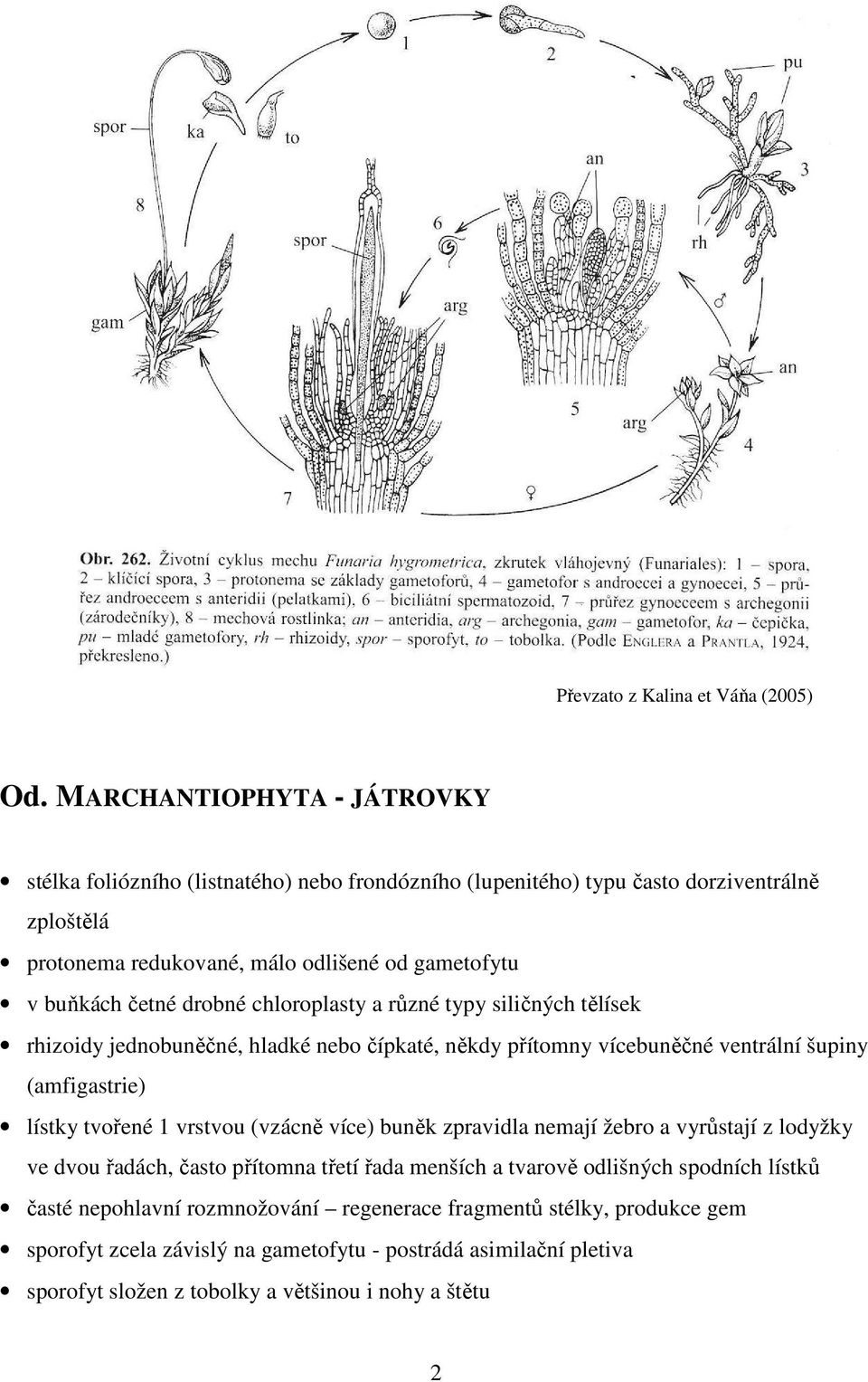 četné drobné chloroplasty a různé typy siličných tělísek rhizoidy jednobuněčné, hladké nebo čípkaté, někdy přítomny vícebuněčné ventrální šupiny (amfigastrie) lístky tvořené 1 vrstvou