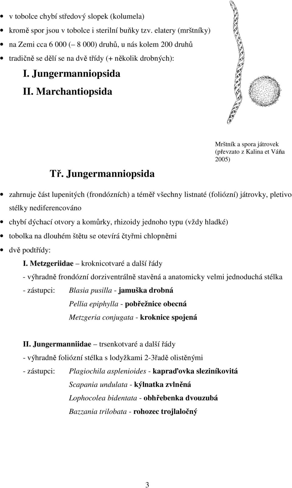 Jungermanniopsida Mrštník a spora játrovek (převzato z Kalina et Váňa 2005) zahrnuje část lupenitých (frondózních) a téměř všechny listnaté (foliózní) játrovky, pletivo stélky nediferencováno chybí