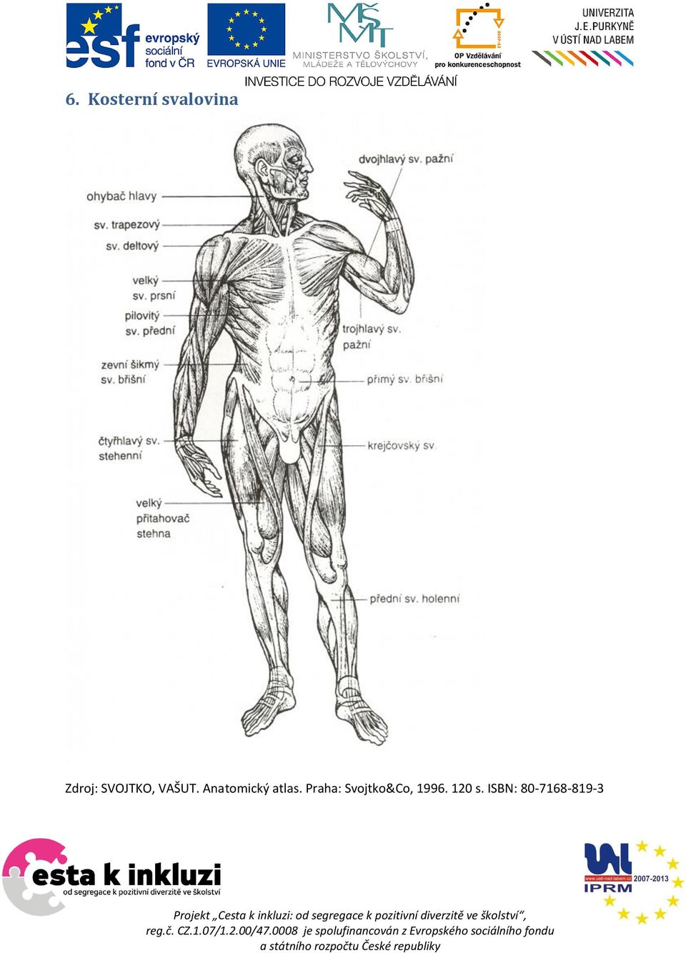 Anatomický atlas.