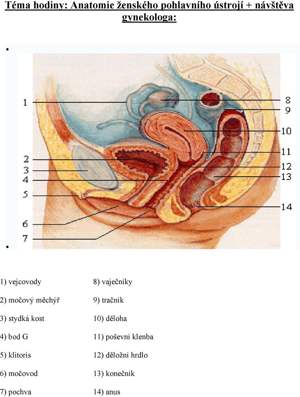 tračník 3) stydká kost 10) děloha 4) bod G 11) poševní klenba