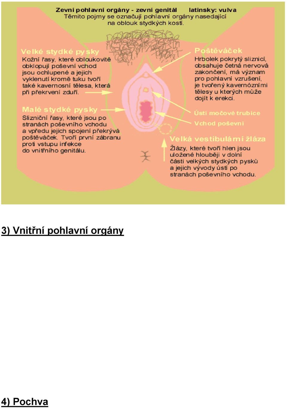 velká vulva trubice
