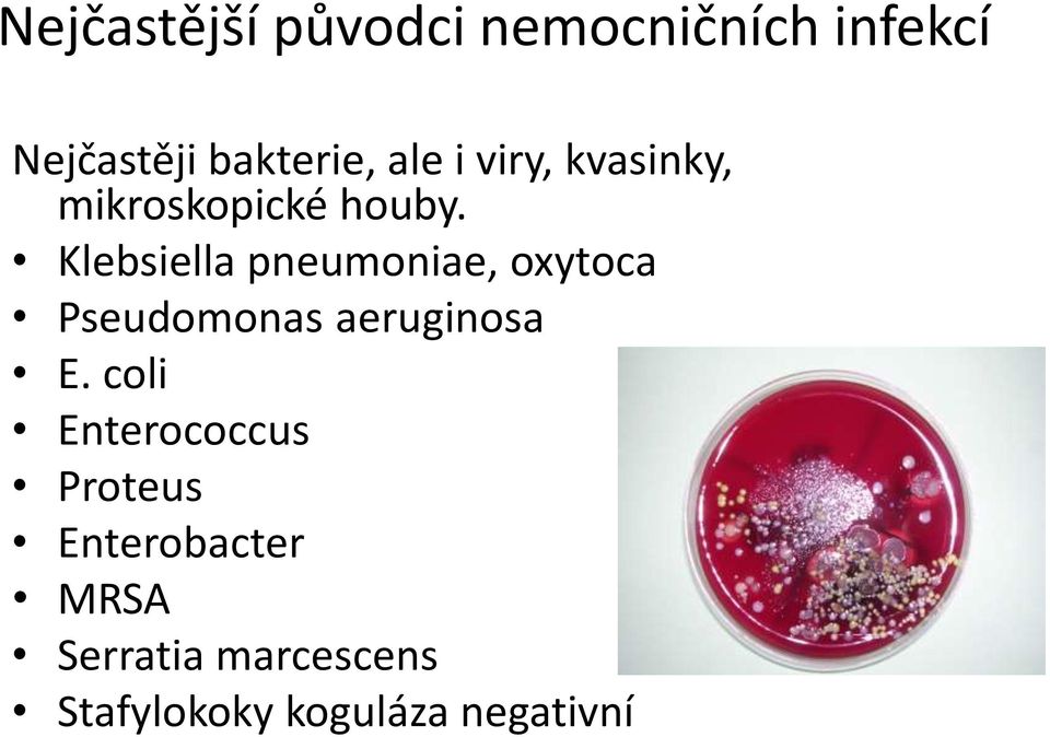 Klebsiella pneumoniae, oxytoca Pseudomonas aeruginosa E.