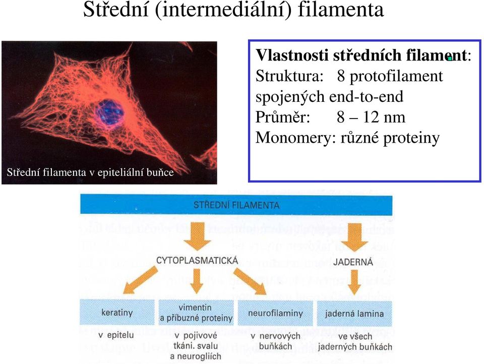 středních filament: Struktura: 8 protofilament