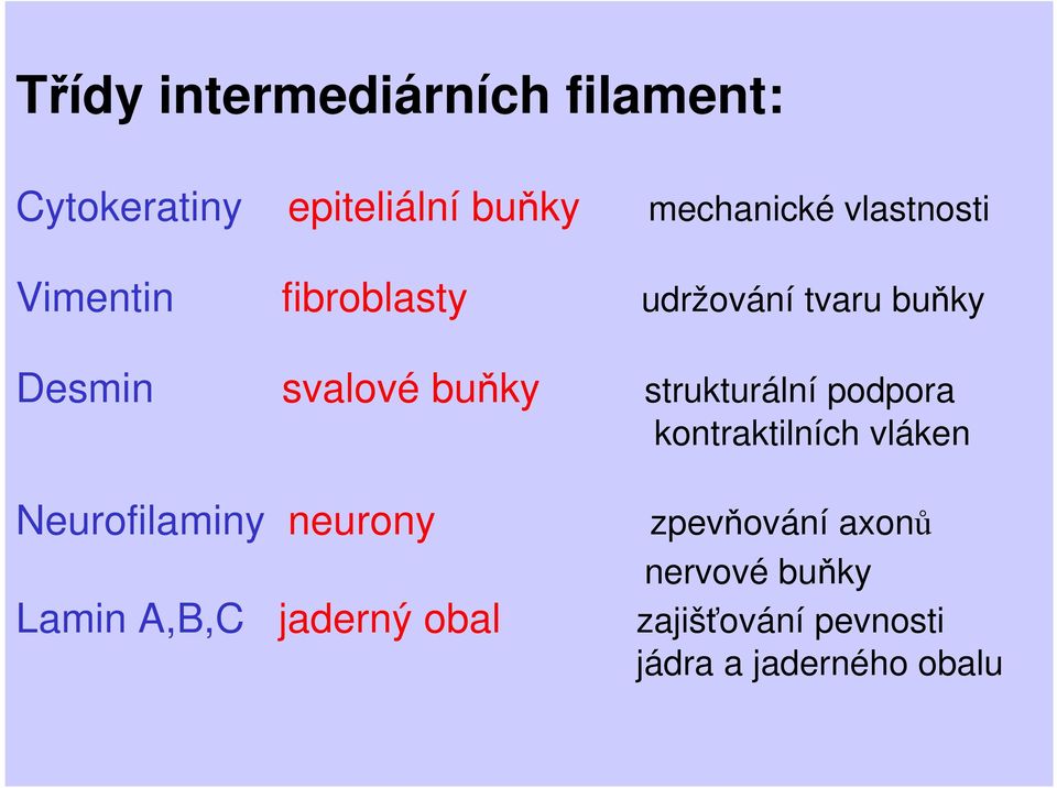 strukturální podpora kontraktilních vláken Neurofilaminy neurony zpevňování