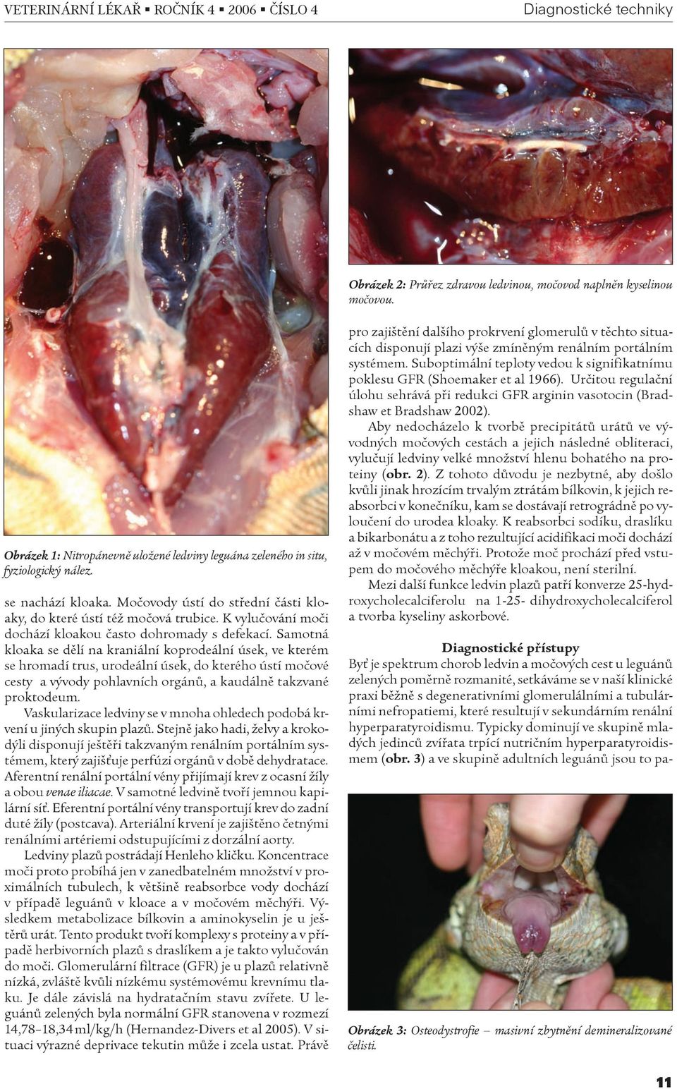 Samotná kloaka se dělí na kraniální koprodeální úsek, ve kterém se hromadí trus, urodeální úsek, do kterého ústí močové cesty a vývody pohlavních orgánů, a kaudálně takzvané proktodeum.