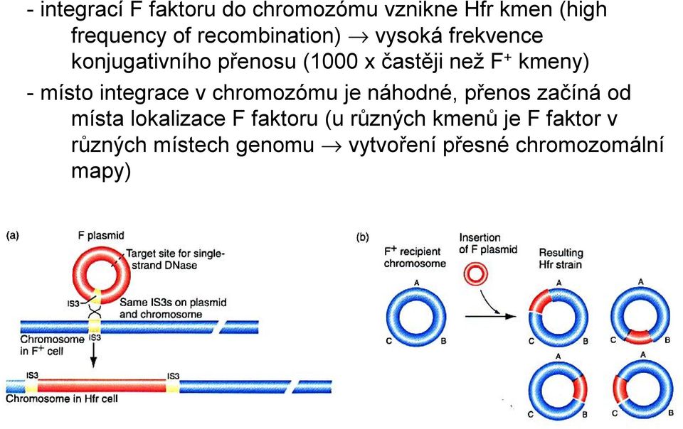 kmeny) -místo integrace v chromozómu je náhodné, přenos začíná od místa lokalizace