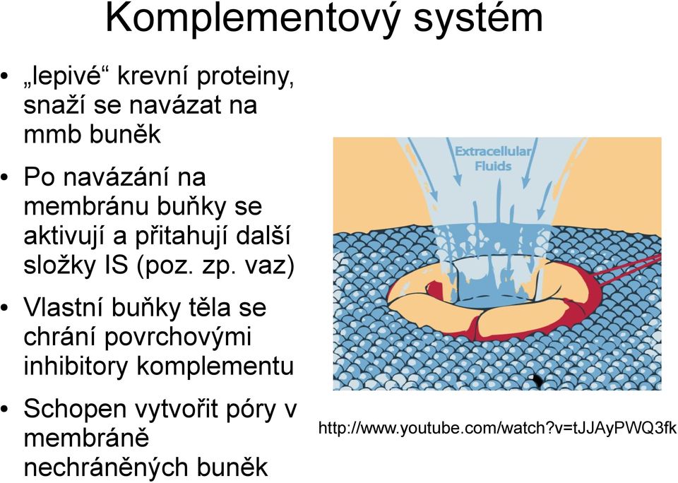 vaz) Vlastní buňky těla se chrání povrchovými inhibitory komplementu Schopen