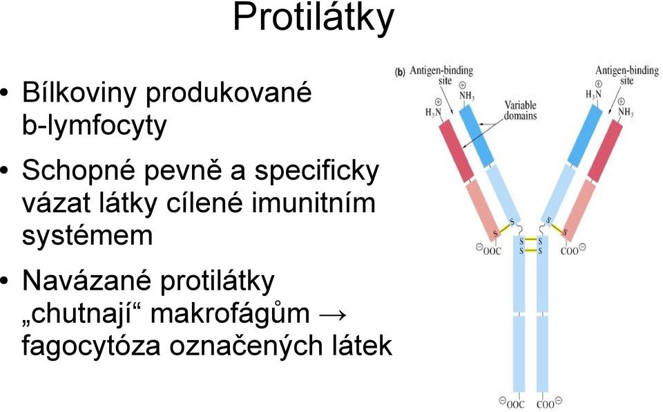 cílené imunitním systémem Navázané