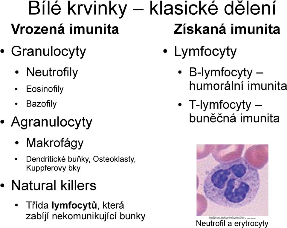 T-lymfocyty buněčná imunita Makrofágy Dendritické buňky, Osteoklasty, Kuppferovy