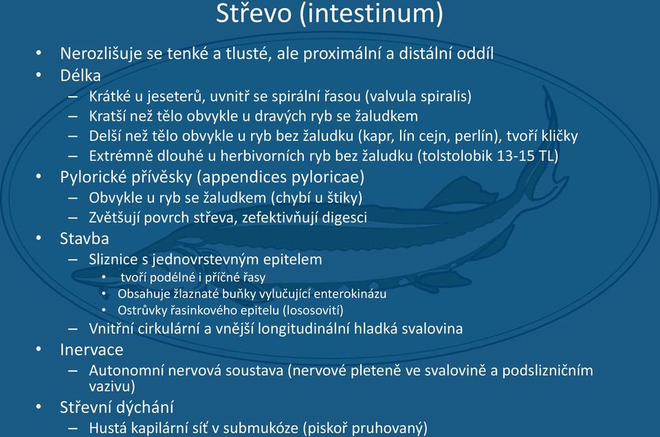 pyloricae) Obvykle u ryb se žaludkem (chybí u štiky) Zvětšují povrch střeva, zefektivňují digesci Stavba Sliznice s jednovrstevným epitelem tvoří podélné i příčné řasy Obsahuje žlaznaté buňky