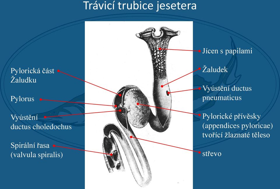 (valvula spiralis) Žaludek Vyústění ductus pneumaticus