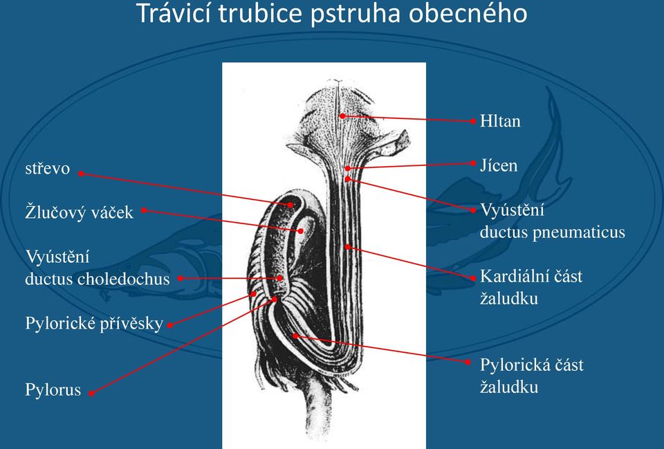 Pylorické přívěsky Pylorus Jícen Vyústění ductus