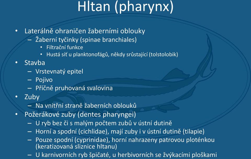 (dentes pharyngei) U ryb bez či s malým počtem zubů v ústní dutině Horní a spodní (cichlidae), mají zuby i v ústní dutině (tilapie) Pouze