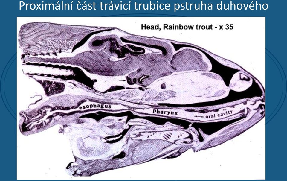 trávicí