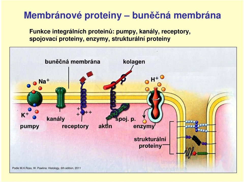 spojovací proteiny, enzymy, strukturální proteiny