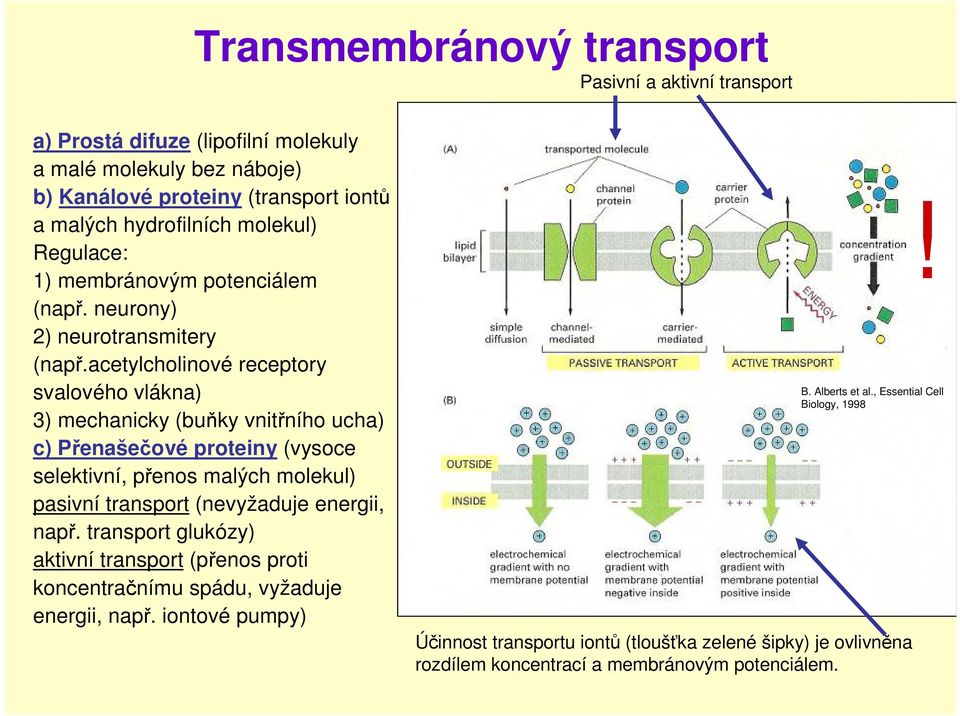 acetylcholinové receptory svalového vlákna) 3) mechanicky (buňky vnitřního ucha) c) Přenašečové proteiny (vysoce selektivní, přenos malých molekul) pasivní transport (nevyžaduje