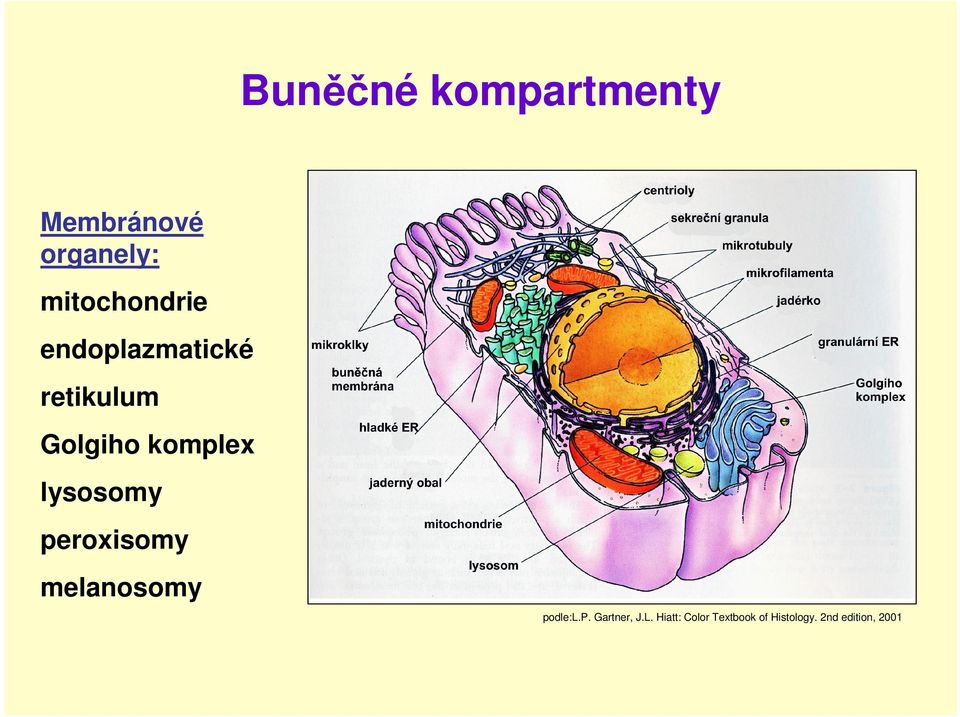 komplex lysosomy peroxisomy melanosomy podle:l.p. Gartner, J.