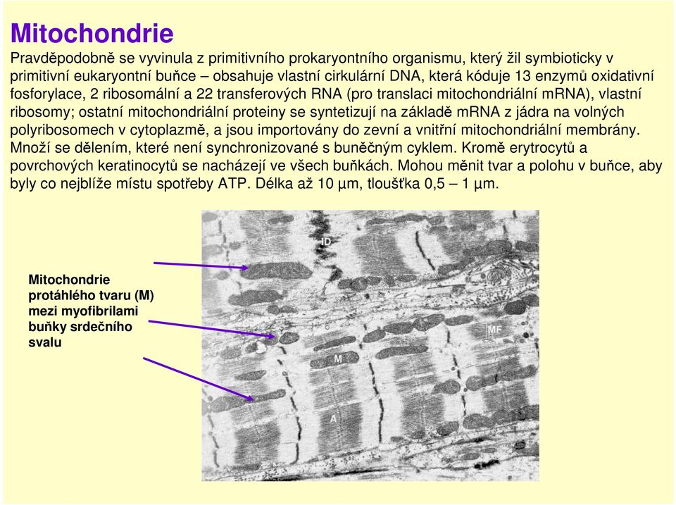 polyribosomech v cytoplazmě, a jsou importovány do zevní a vnitřní mitochondriální membrány. Množí se dělením, které není synchronizované s buněčným cyklem.