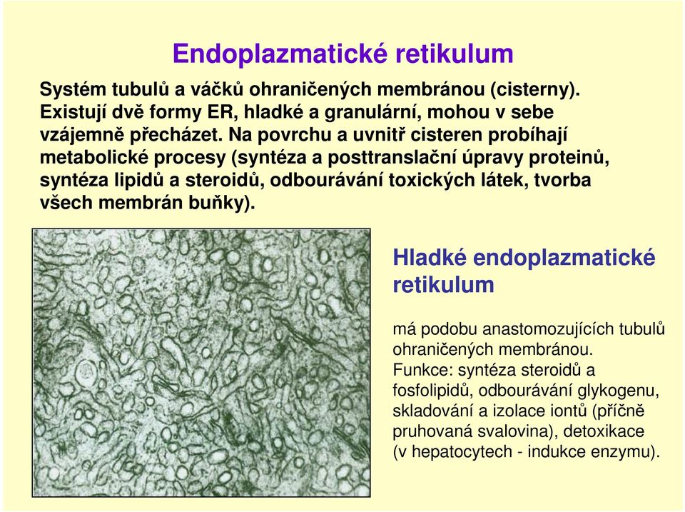 Na povrchu a uvnitř cisteren probíhají metabolické procesy (syntéza a posttranslační úpravy proteinů, syntéza lipidů a steroidů, odbourávání toxických