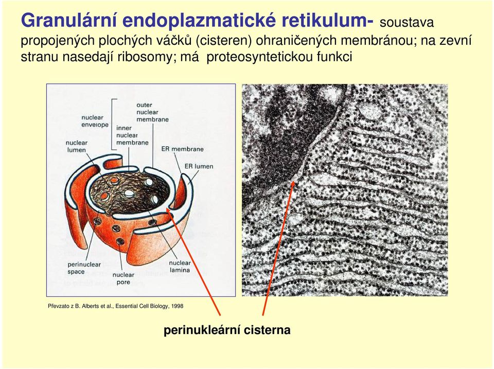 stranu nasedají ribosomy; má proteosyntetickou funkci Převzato