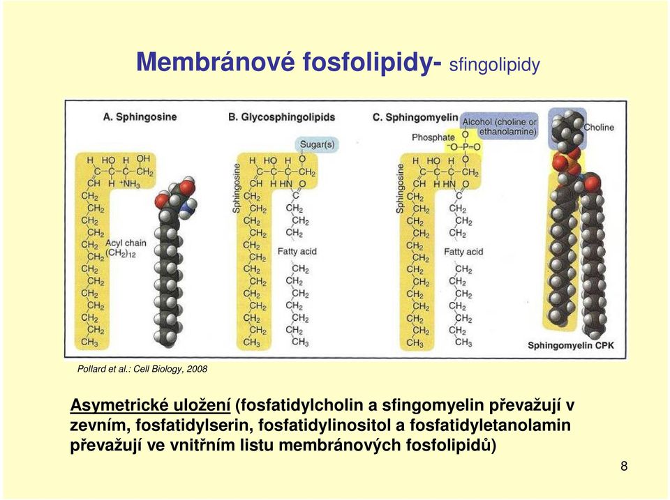 sfingomyelin převažují v zevním, fosfatidylserin,